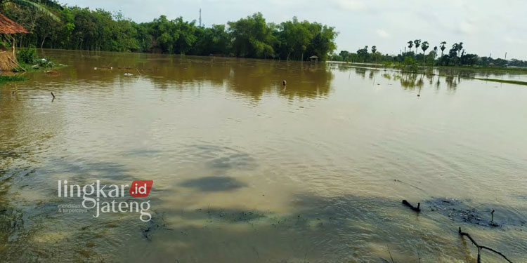 300 Hektare Lahan di Rembang Terendam Banjir Petani Rugi Rp 285 Miliar