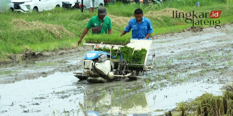Gelar Panen Raya Dintapan Rembang Jaring Pemuda Masuk Sektor Pertanian