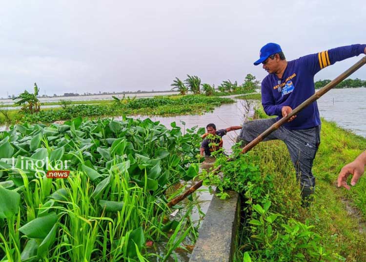 Tangani Banjir Wakil Ketua DPRD Jepara Pratikno Bersihkan Sungai dari Eceng Gondok
