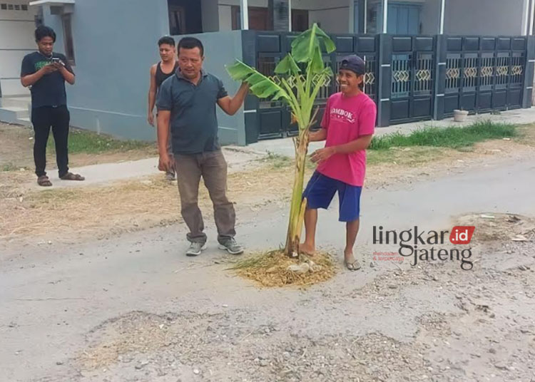 Tak Kunjung Diperbaiki Warga Kedungrejo Rembang Tanam Pohon Pisang di Jalan Rusak