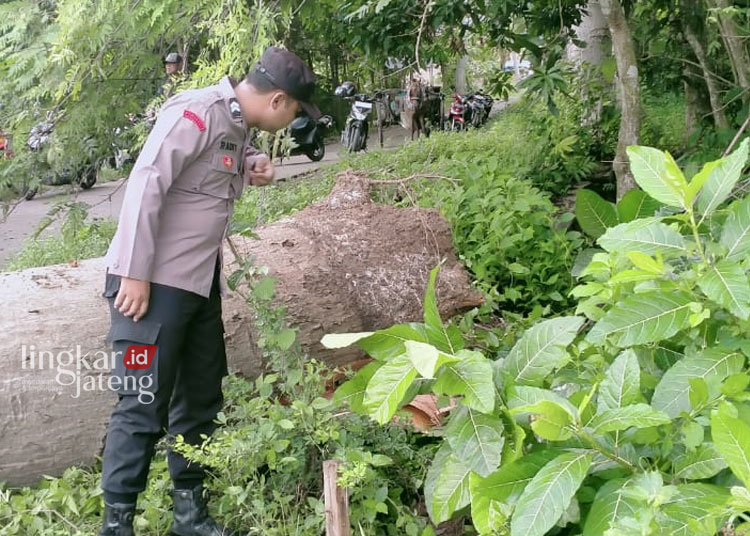 Beberapa Dinas Dipanggil Buntut Insiden Bocah SD Tewas Tertimpa Pohon Tumbang di Rembang
