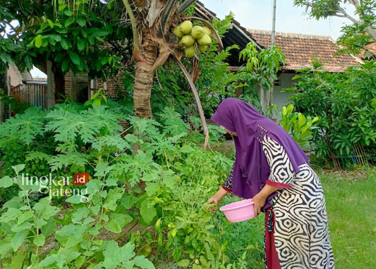 Urban Farming Jadi Solusi Kreatif Cegah Stunting di Rembang