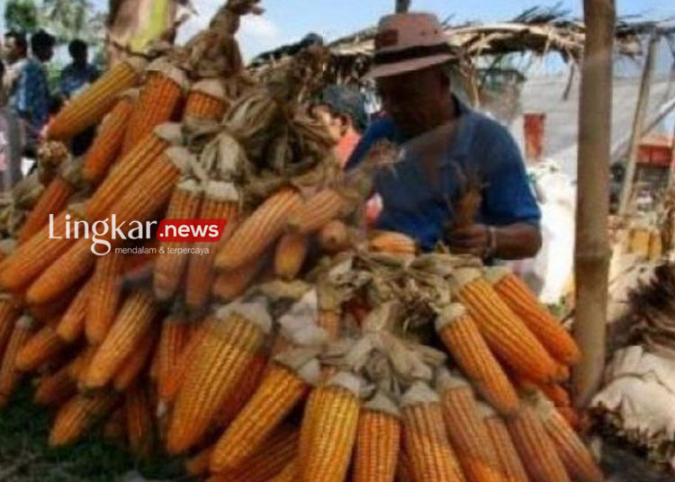 Seorang pedagang bibit jagung menata jagung dagangannya di pasar tradisional